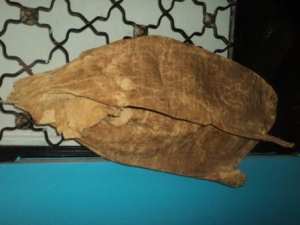 Yennayer 2967 à Lemroudj