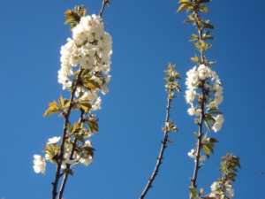 Cerisier en fleurs