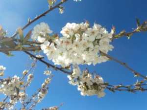 Cerisier en fleurs