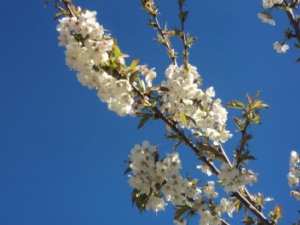 Cerisier en fleurs