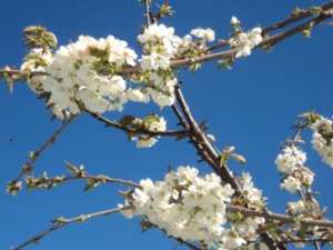 Cerisier en fleurs