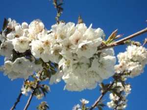 Cerisier en fleurs