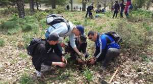 Randonnée reboisement au lac noir 1000 cèdre planter