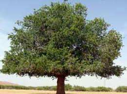 Ghardaïa -  Cap sur la préservation du pistachier de l’Atlas