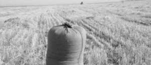 Algérie - Terres agricoles abandonnées ou détournées: Pas moins de 100.000 hectares récupérés