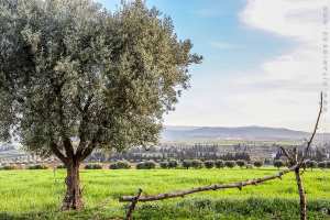 Belles prairies en ces journées printanières