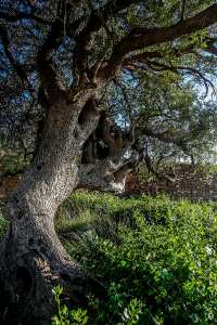 Oliviers centenaires près d'Ain Fetah