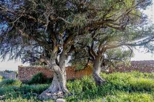 Oliviers centenaires près d'Ain Fetah