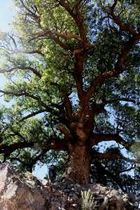 Le pistachier de l’Atlas (Pistacia Alantica) :  El Botma  en arabe,  Iggh  en Tamazight