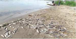 Une enquête a été ouverte à Annaba:  La pollution industrielle tue à Oued Seybouse