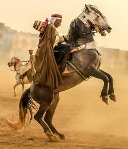 Cavalier de Tiaret