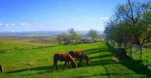 paddock de Chaou chaoua