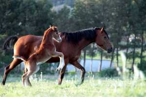 Jument et sa pouliche