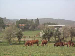 Chevaux, jumenterie.