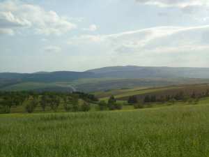 Les plaines cerealières de Tiaret.
