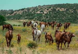 Chevaux dans la nature.