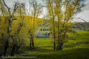 A l'ombre des peupliers blancs.
