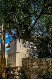 L’olivier de Saint-Augustin ou « la vigie verdoyante » de Souk Ahras