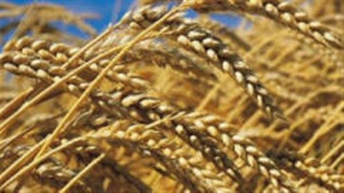 بلدية الرميلة ولاية خنشلة