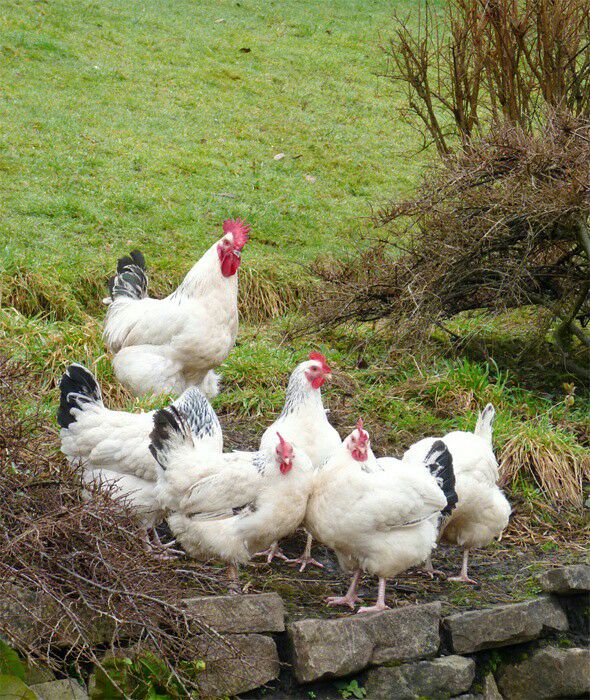 الحياة في ريف يابوس