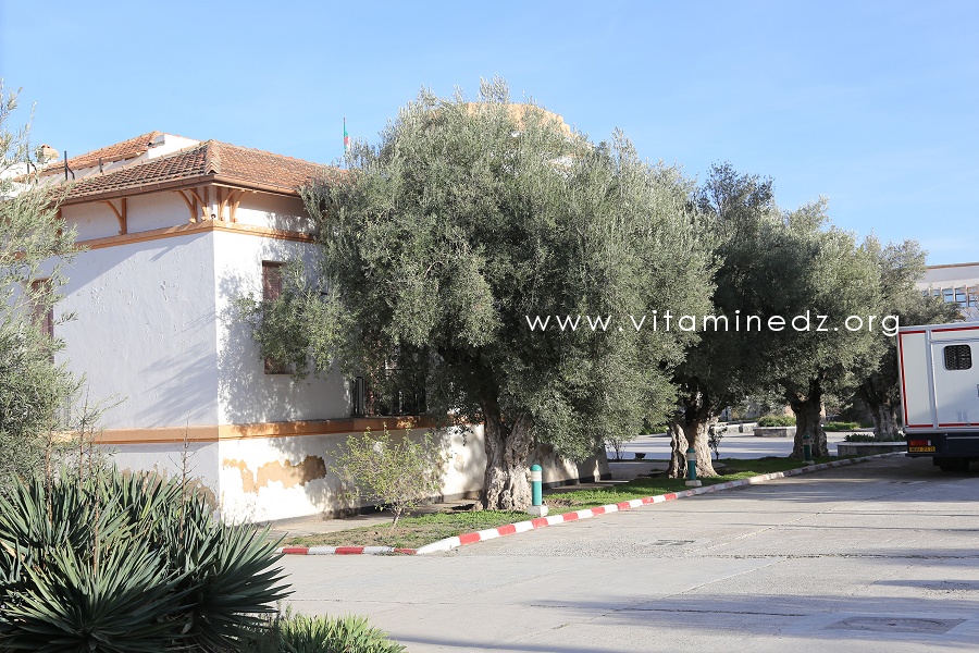 Sidi Belabbes - Ecole des Beaux Arts  - Section Musique