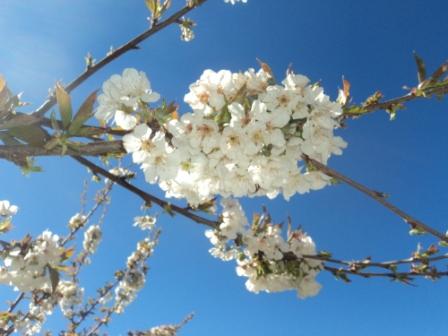 Cerisier en fleurs
