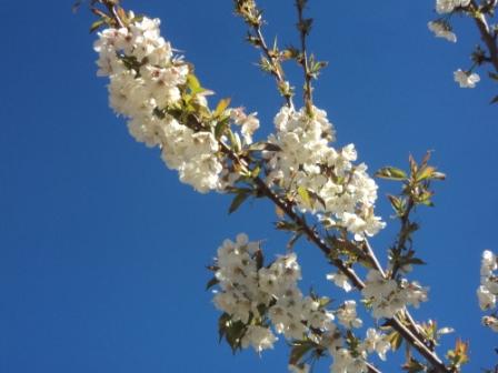 Cerisier en fleurs