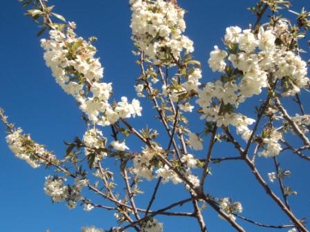 Cerisier en fleurs
