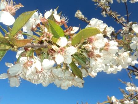 Cerisier en fleurs
