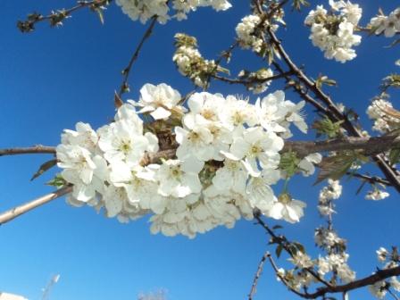 Cerisier en fleurs