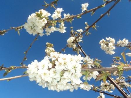 Cerisier en fleurs