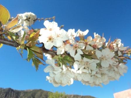 Cerisier en fleurs