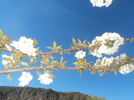 Cerisier en fleurs