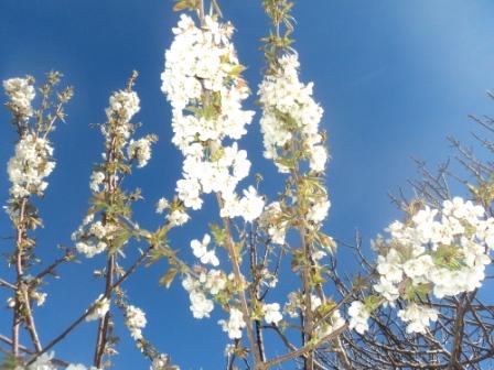 Cerisier en fleurs