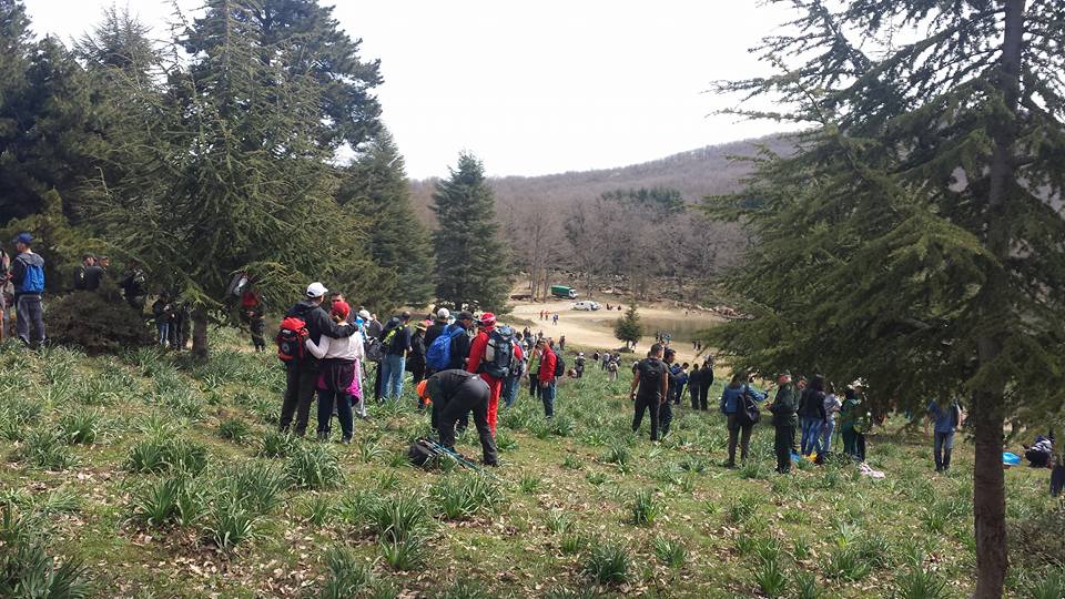 Randonnée reboisement au lac noir 1000 cèdre planter