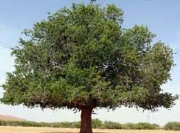Ghardaïa -  Cap sur la préservation du pistachier de l’Atlas