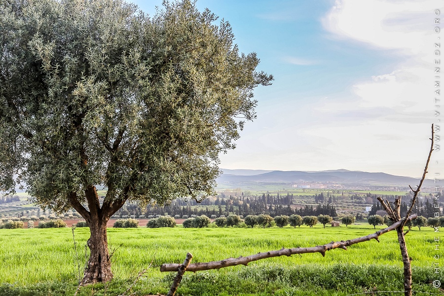 Belles prairies en ces journées printanières