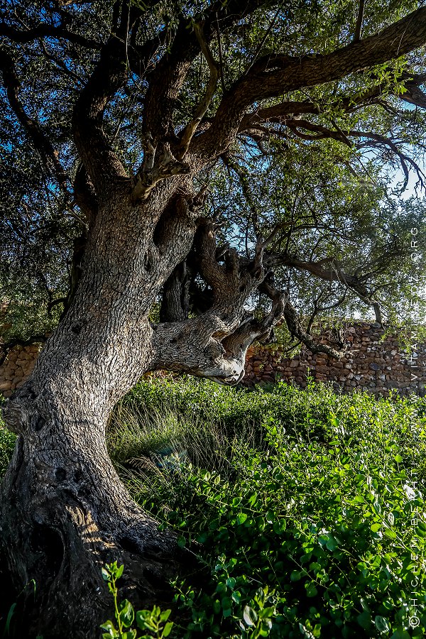 Oliviers centenaires près d'Ain Fetah