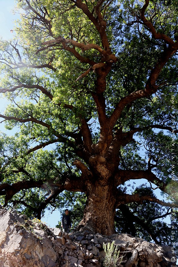 Le pistachier de l’Atlas (Pistacia Alantica) : 