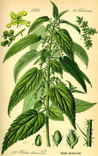 On a bien tort de craindre l’ortie, cette plante aux multiples vertus