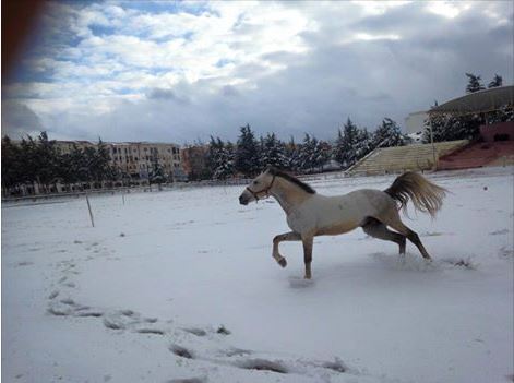La carrière du club hippique de Tiaret.