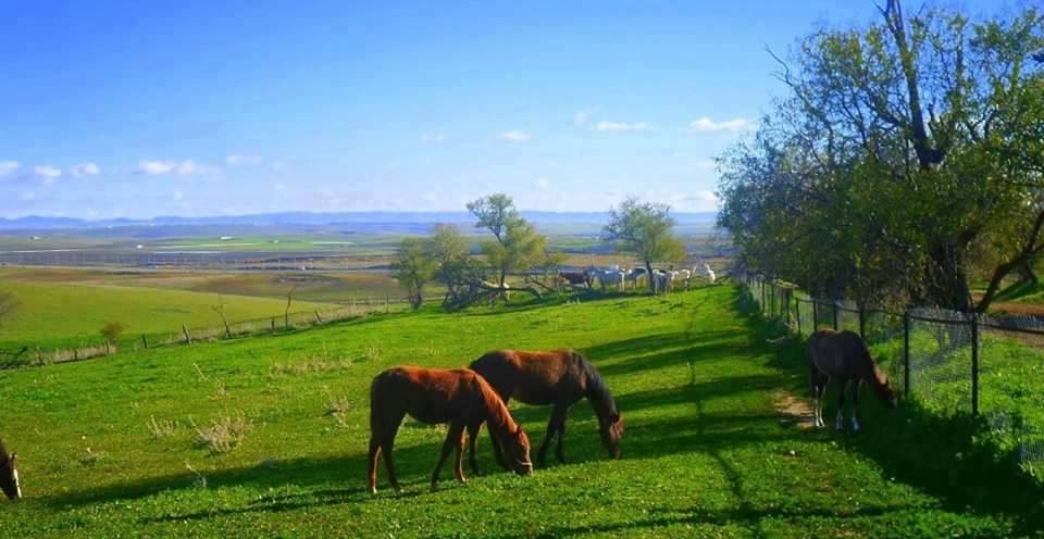 paddock de Chaou chaoua