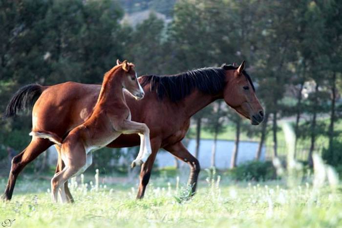 Jument et sa pouliche