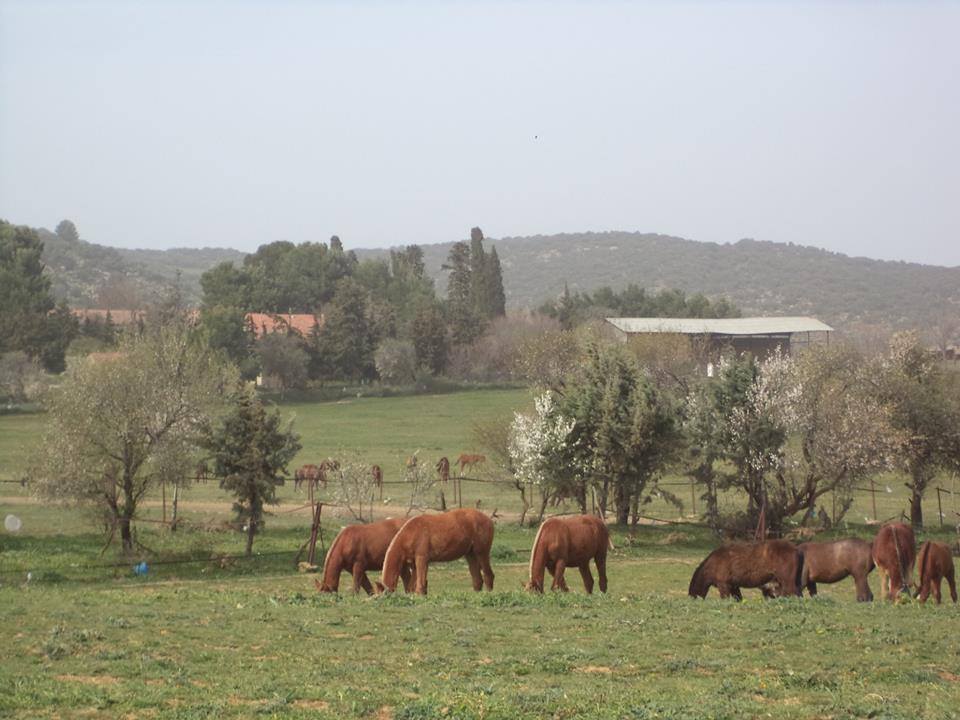 Chevaux, jumenterie.