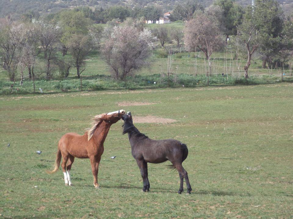Bon baiser de Chaou-Chaoua.