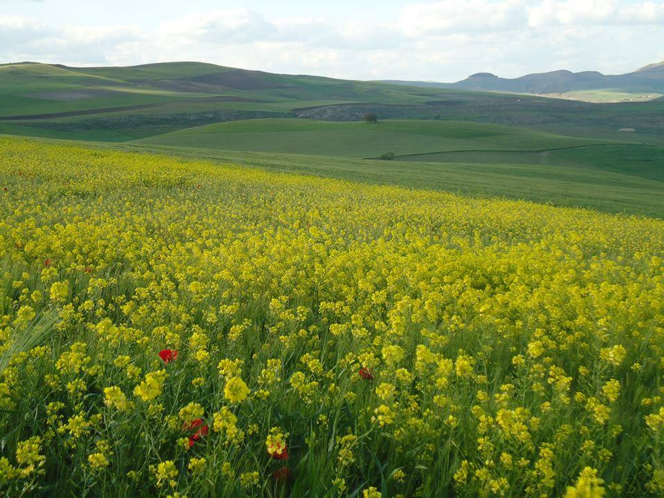 La plaine du Sersou.