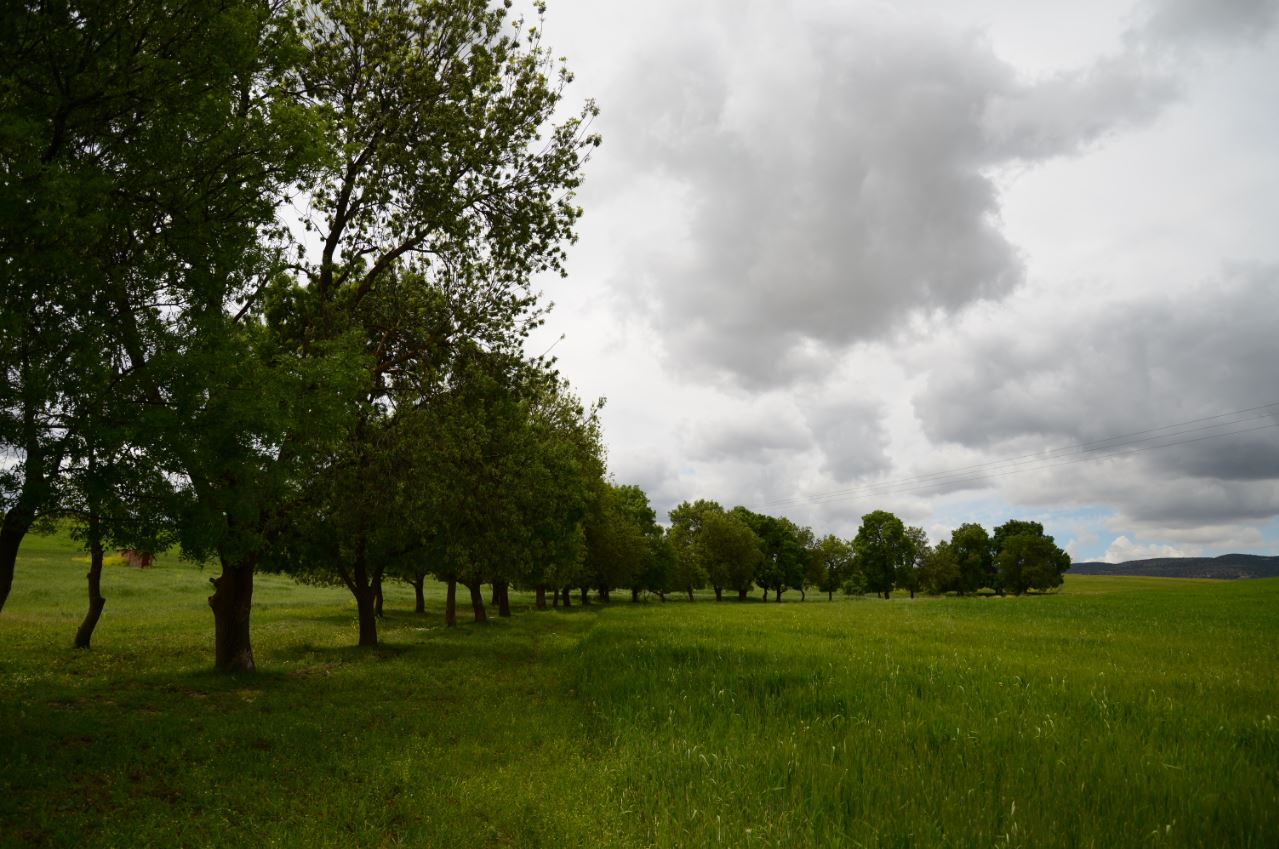 La plaine du Sersou.