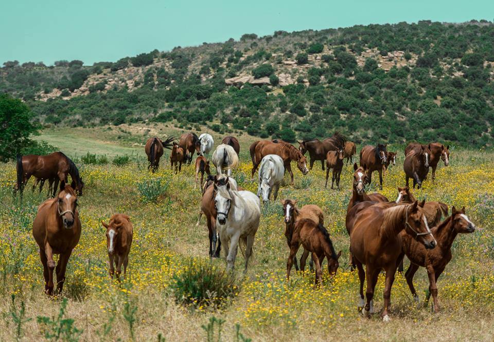 Chevaux dans la nature.