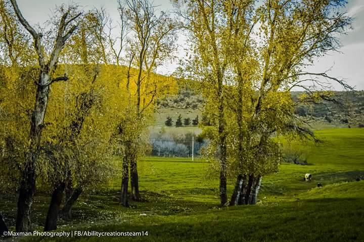 A l'ombre des peupliers blancs.