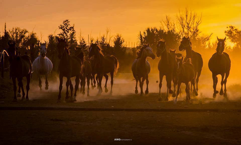 La chevauchée du soir a Chaou-Chaoua.